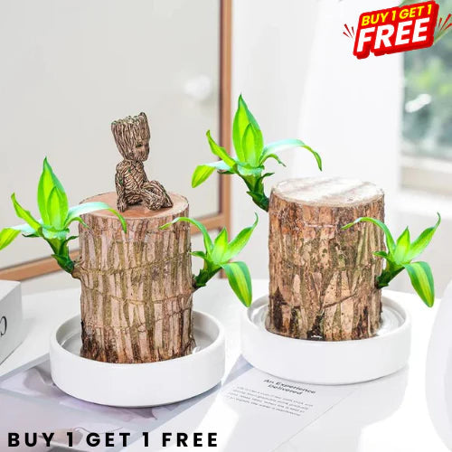 Brazilian Lucky Wood, Mini Home Plant Decorations