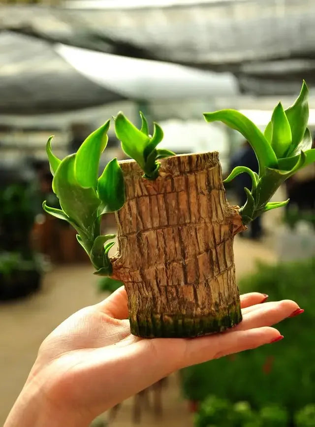 Brazilian Lucky Wood, Mini Home Plant Decorations