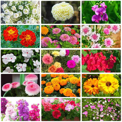 Premium Flower Seeds ( Pack Of 100)